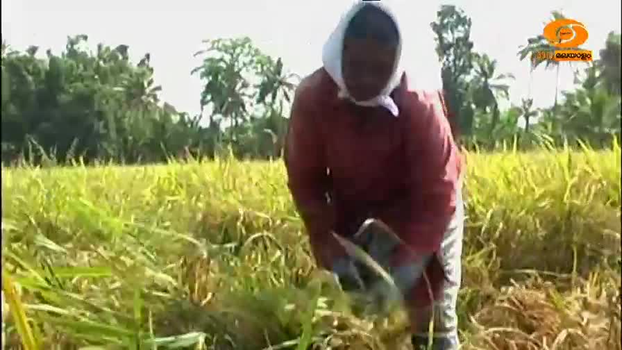 A woman in a red shirt and white headscarf bends over, harvesting rice stalks with a sickle. The golden paddy field stretches out behind her, with palm trees in the distance.