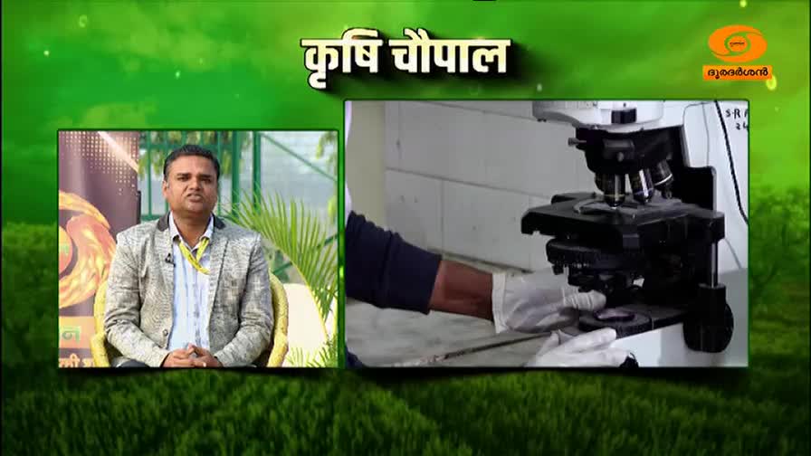 A man in a patterned jacket sits talking, while in another frame, gloved hands adjust a slide on a microscope. This is a segment from DD Malayalam's Krishi Chaupal. A man in a patterned jacket sits talking, while in another frame, gloved hands adjust a slide on a microscope. This is a segment from DD Malayalam's Krishi Chaupal.