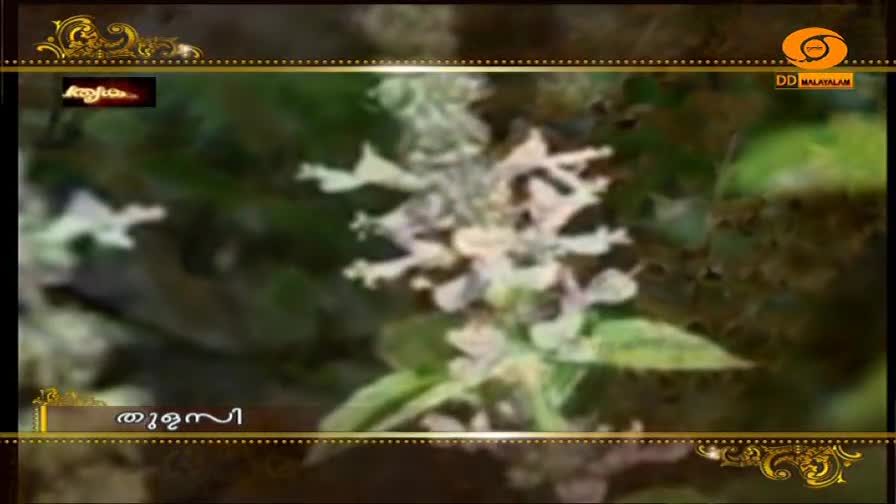 A sprig of tulsi, its delicate white flowers reaching upwards, stands against a backdrop of green leaves. The DD Malayalam logo and the word "തുളസി" are visible at the bottom.