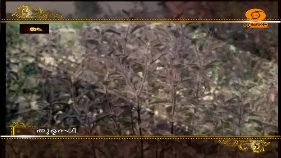The camera pans across a dense patch of tulsi plants, their leaves a deep green against the muted background. A small graphic in the corner of the screen displays the DD Malayalam logo. The camera pans across a dense patch of tulsi plants, their leaves a deep green against the muted background. A small graphic in the corner of the screen displays the DD Malayalam logo.