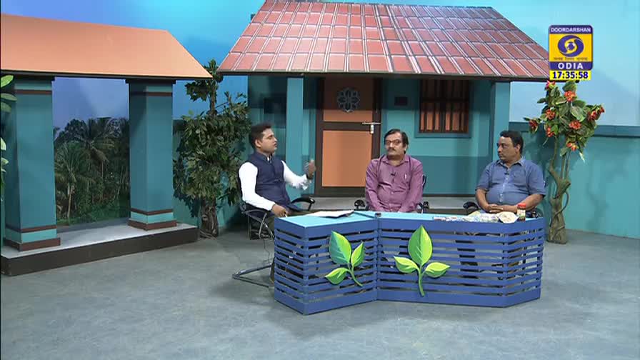 Three men sit behind a blue desk decorated with green leaf cutouts, engaged in a discussion on a DD Odia set. The host gestures with his right hand as he speaks, while the other two men listen intently.
