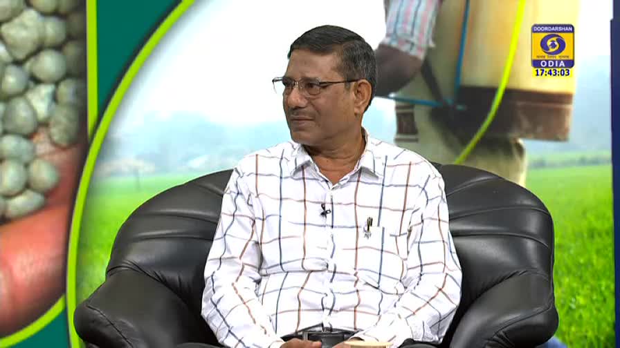 A man in glasses and a checkered shirt sits in a leather chair, looking off to the side. The DD Odia logo is visible, along with a background of crops and a farmer using a sprayer.
