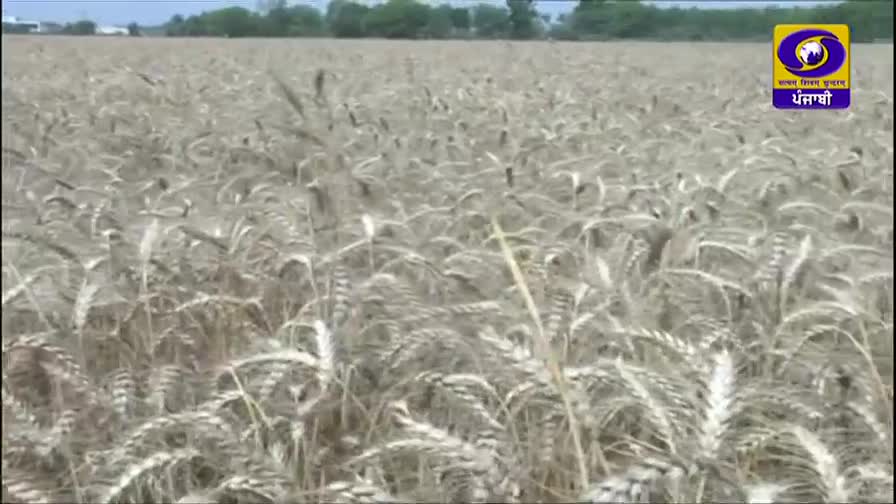 A vast field of wheat sways gently in the breeze, the golden stalks rippling across the landscape. The DD Punjabi logo is visible, indicating this is likely a broadcast from India.
