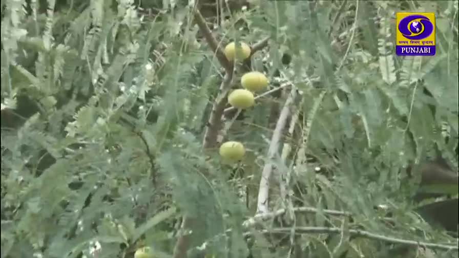 The camera focuses on a tree laden with round, green fruit. The DD Punjabi logo is visible in the corner, likely indicating a segment filmed in India.
