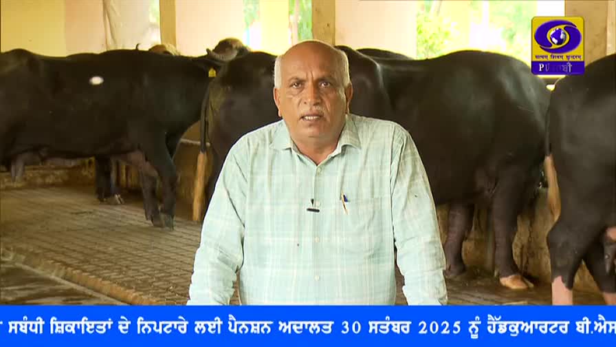 A man in a light green shirt speaks directly to the camera, a microphone clipped to his collar. Behind him, several large, black buffalo stand in a barn.
