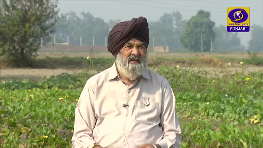 A man in a turban stands in a field, talking to the camera for DD Punjabi. Behind him, green crops stretch out toward a hazy horizon.
