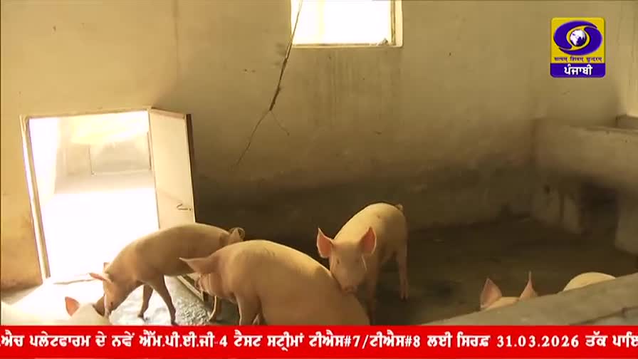 Several pink pigs are crowded together inside a concrete pen, some nudging each other. The DD Punjabi logo is visible in the corner, and a news ticker runs along the bottom of the screen.
