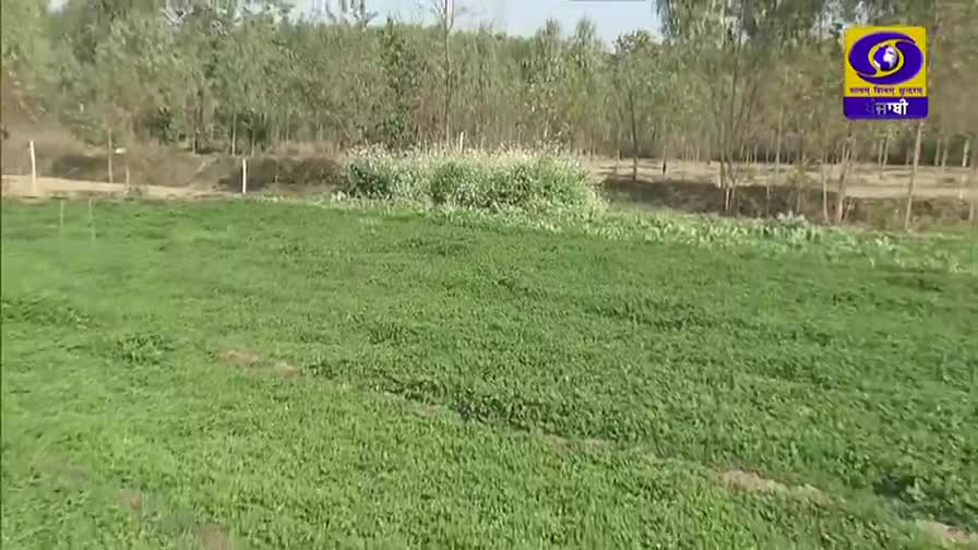 A field of green crops stretches out, with a patch of white flowers and trees in the background. The DD Punjabi logo sits in the top right corner, broadcasting a scene of rural India.
