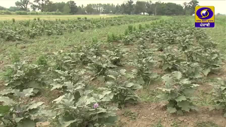 Rows of eggplant plants stretch across the field, their broad leaves reaching towards the sky. A small purple flower blooms on one of the plants, a bright spot against the green.