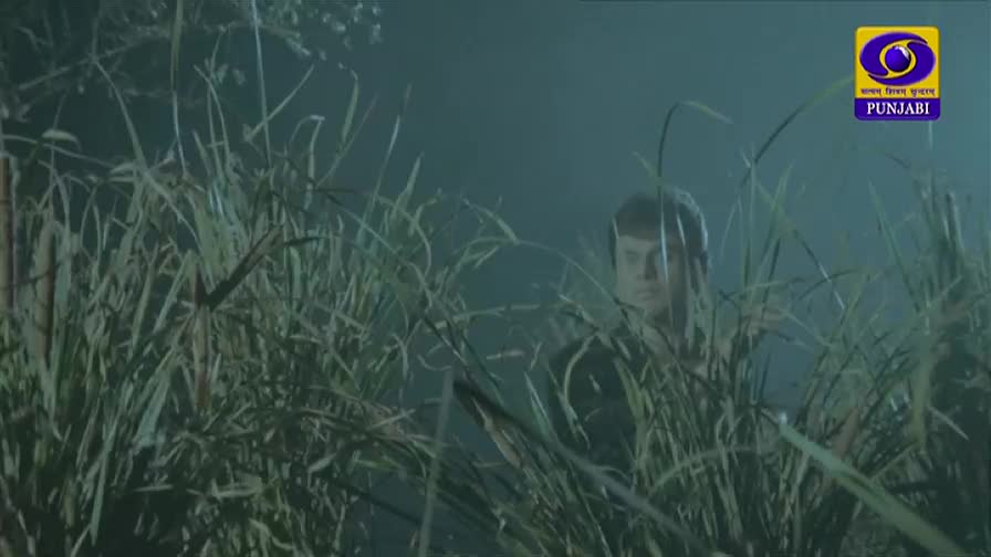 A man's face emerges from the tall, green stalks of a field. The DD Punjabi logo appears in the upper right corner.