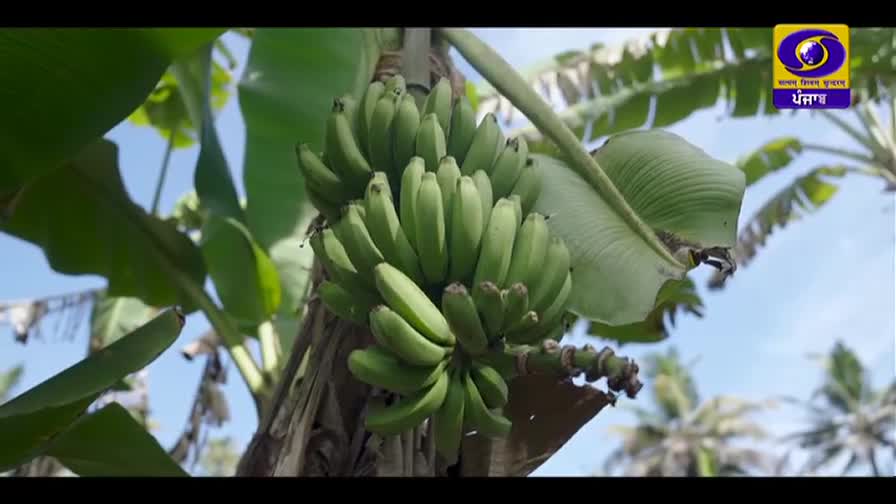 A bunch of green bananas hangs heavy from its stalk. The bright Indian sky peeks through the broad leaves of the banana plant.