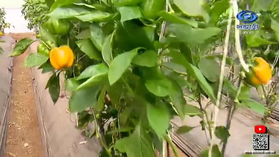 Bright yellow bell peppers hang from the leafy green plants, with the DD Sahyadri logo visible in the corner. The camera focuses on the peppers, showing their vibrant color against the backdrop of the growing plants.
