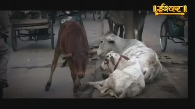 A brown cow stands alert on the dusty street, while a white cow rests with its calf beside it. A cart with large wheels rolls by in the background, and the Ishwar logo is visible in the corner.
