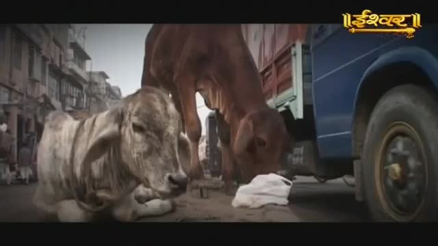 A light-colored calf lies calmly on the dusty street, while a larger brown cow nudges a white cloth with its nose. A blue truck, its tires large and worn, is parked nearby, its side reflecting the muted light of the city.