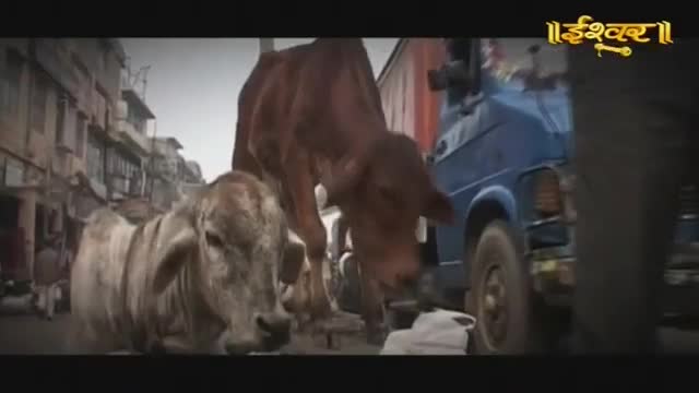 Two cows stand in the street, one light brown and the other dark red. A blue truck idles behind them, its engine a low rumble.