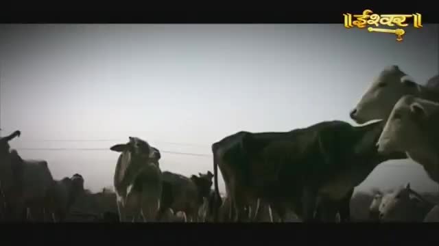 A herd of cows moves across the dusty ground under a pale sky. The Ishwar Bhakti TV logo appears in the upper right corner.