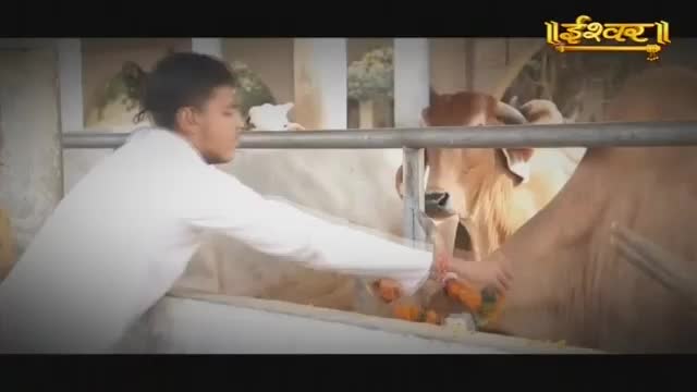 A young man in a white kurta offers food to a cow. The cow's head is lowered, reaching for what he holds.