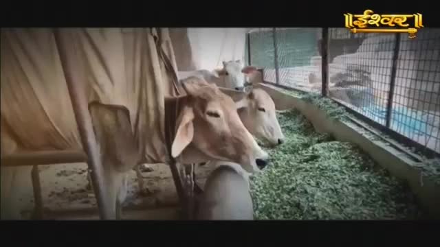 Several cows stand in a pen, their heads lowered to eat a large pile of green fodder. The Ishwar Bhakti TV logo appears in the upper right corner.