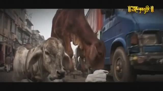 A young cow stands calmly in the street while a larger brown cow bends its head to eat from a white bundle. A blue truck idles nearby, its headlights illuminating the dusty Indian thoroughfare.