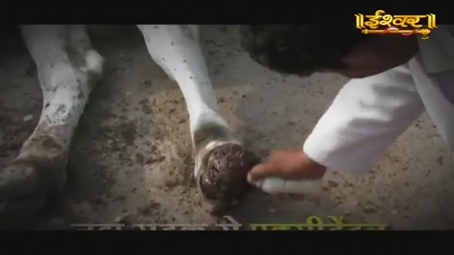 A man in a white coat carefully cleans the hoof of a white cow. The ground is dusty and scattered with debris.