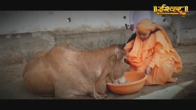 A person in an orange robe kneels, offering a bowl of food to a light brown cow. The cow, resting on the dusty ground, lowers its head to eat.