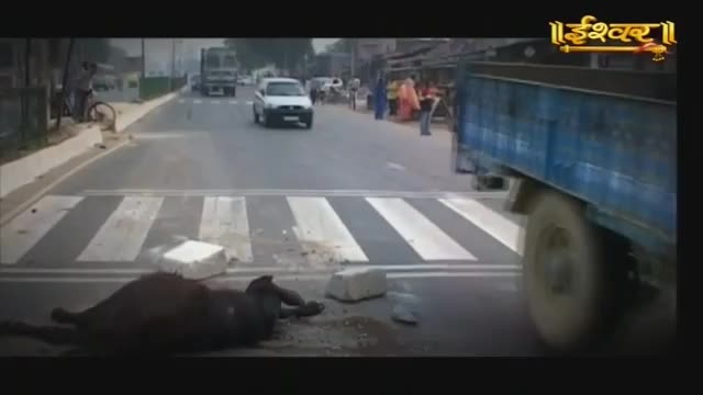 A dark horse lies on the zebra crossing, its legs splayed. A blue truck rumbles past, its rear wheel obscuring the view.