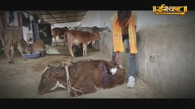 A man in an orange cloth is tending to a brown calf lying on the ground. Other calves mill about in the background of the shelter, some drinking from a blue trough.