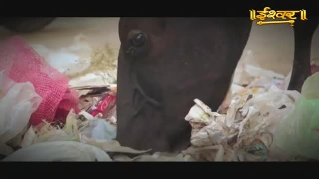 A dark-colored horse burrows its head deep into a pile of plastic bags and other refuse. This scene, broadcast on Ishwar Bhakti TV, captures a common sight in India.