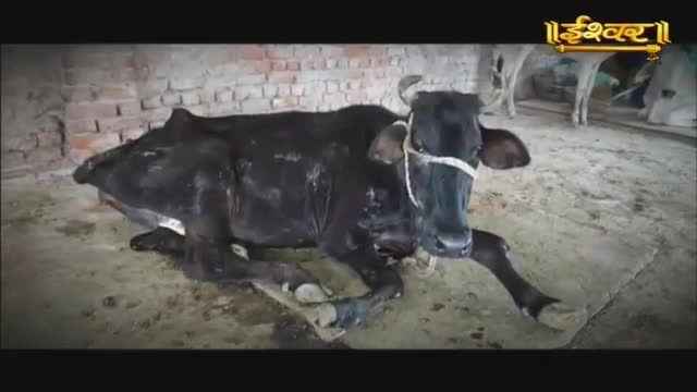 A dark cow with a white halter lies on the dirt floor of a brick enclosure. Another cow stands in the background, its legs visible. The Ishwar logo is visible in the upper right corner.