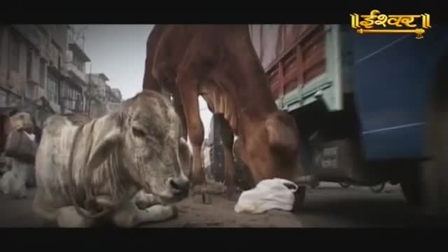 A young cow rests on the dusty road while a larger one bends its head to eat from a white cloth. The Ishwar logo appears in the upper right corner.