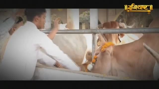 A young man in white offers food to a cow adorned with a garland of marigolds. This is a scene from Ishwar Bhakti TV, showing a moment of devotion.