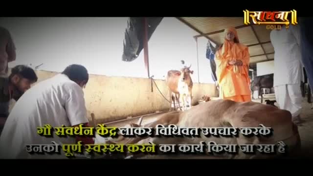 A man in a white coat bends over a cow, tending to it. Another cow stands nearby, and a person in an orange robe watches.