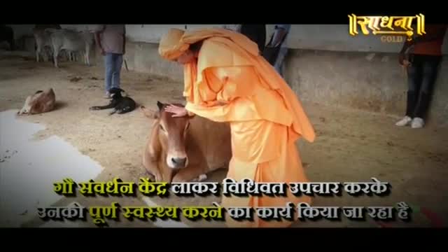 A person in an orange robe gently strokes a cow's head. Other cattle and a dog rest nearby on the dusty ground.