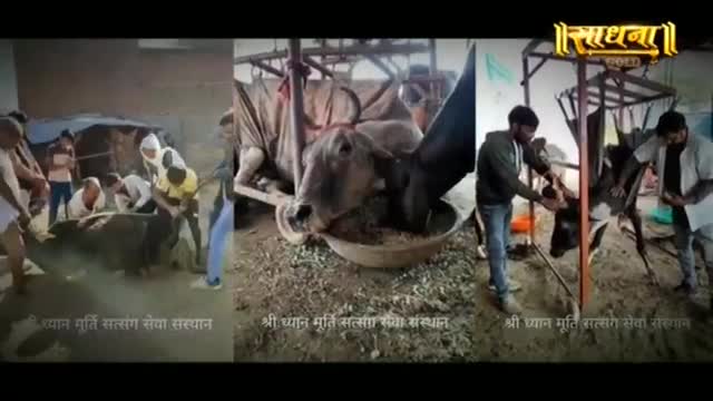 Men are tending to cattle in what appears to be a rural Indian setting, with some animals being fed and others receiving care. A banner for "Sadhna" is visible, suggesting a connection to a media or religious organization. Men are tending to cattle in what appears to be a rural Indian setting, with some animals being fed and others receiving care. A banner for "Sadhna" is visible, suggesting a connection to a media or religious organization.