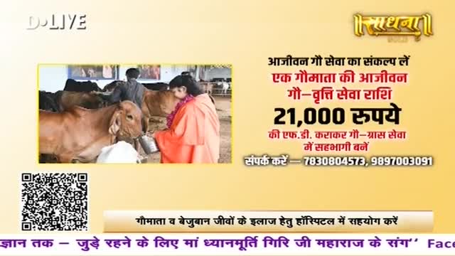 A woman in an orange robe offers a bucket to a cow. Another person stands behind the cows in the background. A woman in an orange robe offers a bucket to a cow. Another person stands behind the cows in the background.