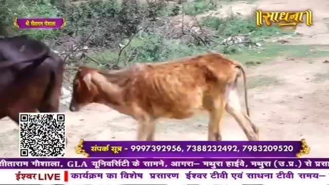 A thin, brown calf ambles past a dark cow. The calf's ribs are visible as it moves slowly.