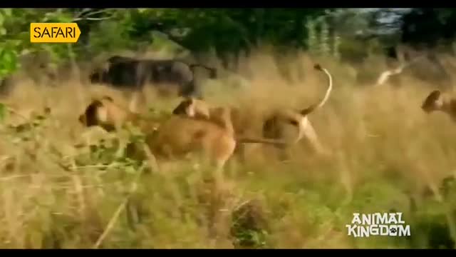 Lions, their tawny bodies low to the ground, sprint through tall grass. A dark, bulky shape, likely a buffalo, watches from the background as dust kicks up around the predators.
