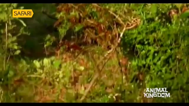 A leopard, barely visible, is hidden amongst the dense foliage. The Safari TV logo in the corner hints at the Indian jungle where it's likely hunting.
