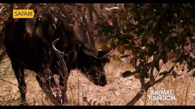 A large, dark buffalo grazes near some dry brush. The animal's horns curve upwards as it lowers its head to eat.
