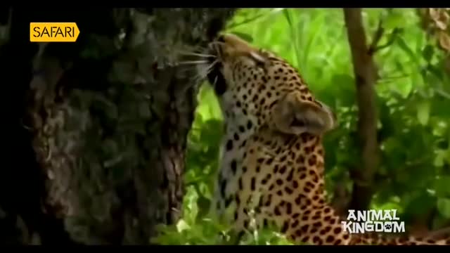 A leopard, its spotted coat gleaming, is rubbing its face against a tree trunk. The animal is in the lush green foliage, likely filmed for Animal Kingdom on Safari TV.
