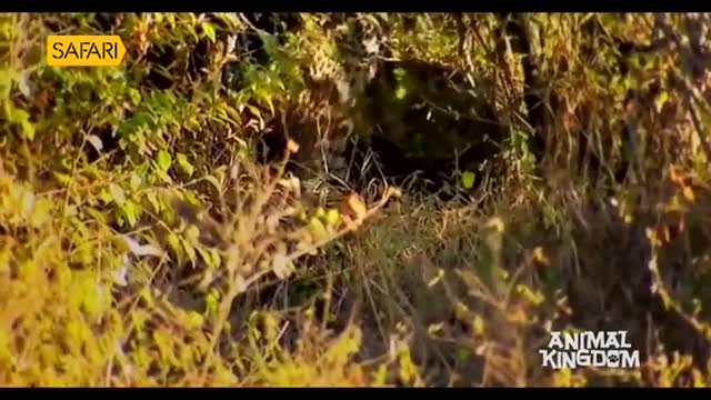 A leopard is hidden in the dense undergrowth, its spotted coat blending with the shadows. The Safari TV logo sits in the corner, hinting at the wildlife documentary unfolding in India.
