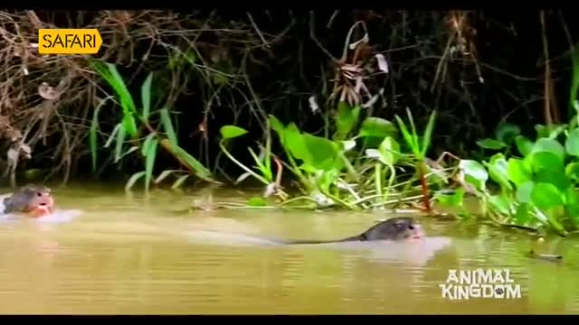 Two otters are swimming in a murky river, their dark bodies barely visible beneath the surface. One is closer to the bank, while the other trails behind, both moving towards the lush greenery.
