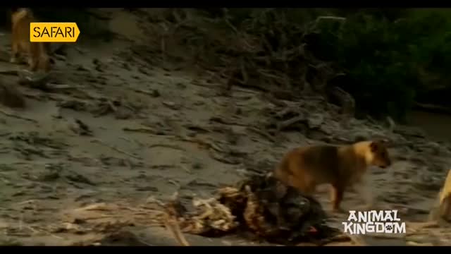 A tawny animal, probably a canine, walks across the sandy ground. Another, further off, is visible near the edge of the frame, and the Safari TV logo is in the corner.
