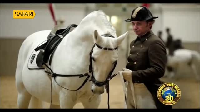 A white horse stands still, its black saddle contrasting against its coat. A man in a dark uniform holds the reins, seemingly waiting for the next command.

