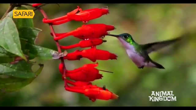 A hummingbird, its iridescent green head and purple chest catching the light, hovers near bright red flowers. Its long beak dips into a blossom, likely for nectar, as seen on Safari TV's Animal Kingdom.
