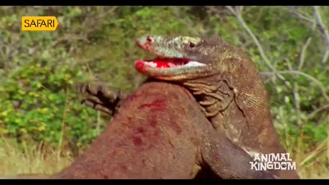 A large lizard, its mouth stained red, is clamped down on a chunk of flesh. The creature's head is raised, and its jaws are locked in place.
