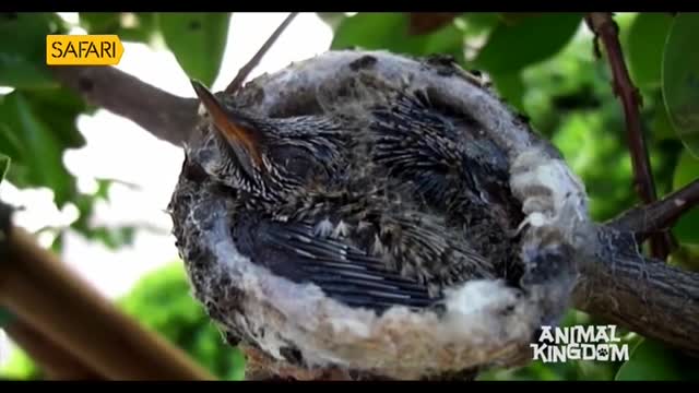 A small bird, nestled in a soft nest, is resting on a branch. The Safari TV logo is in the corner, and the bird's beak is slightly open.
