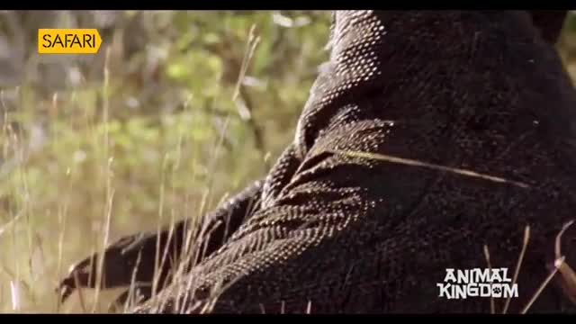 The rough, scaly hide of a large reptile dominates the frame, its dark skin catching the sunlight. It's moving slowly through tall grass, likely hunting on Safari TV's Animal Kingdom.
