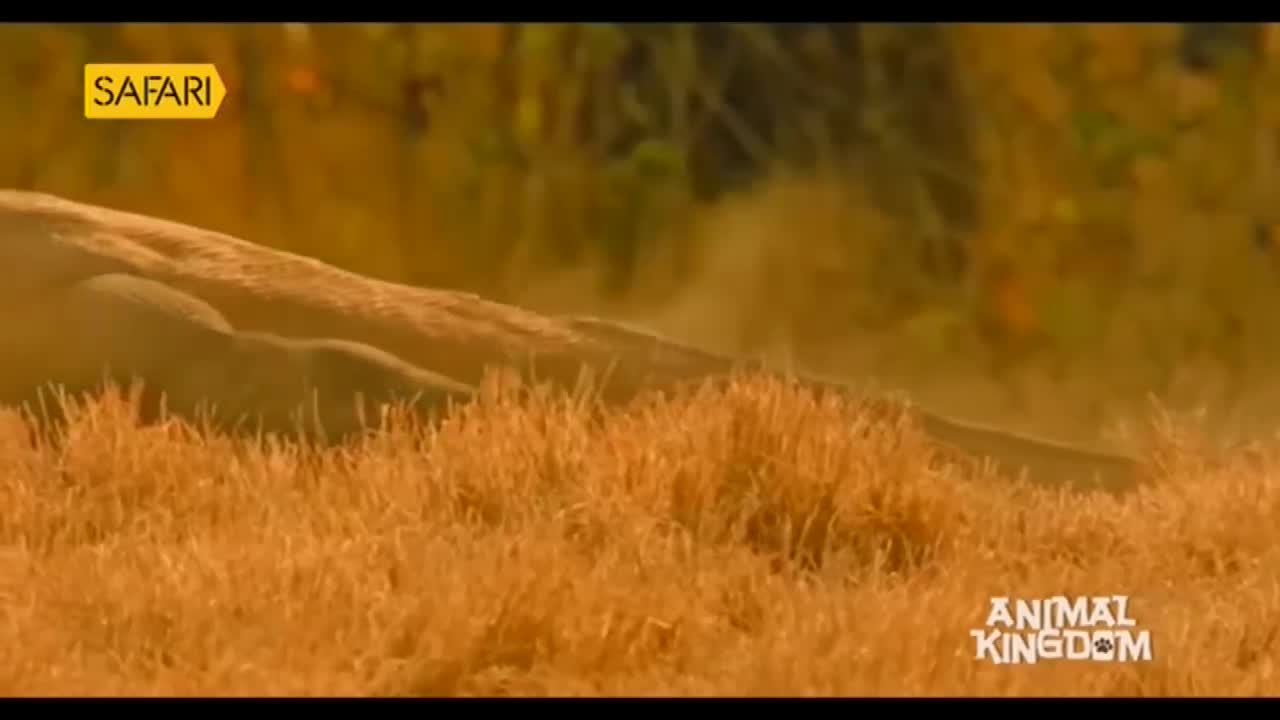A large animal, likely a big cat, is moving low through the tall, dry grass, kicking up a cloud of dust. The Safari TV logo in the corner suggests this is a wildlife documentary from India.
