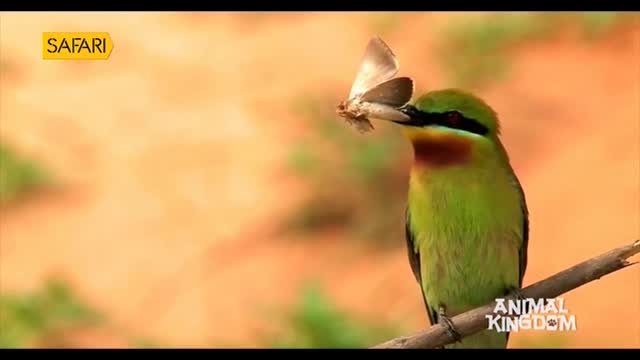 A vibrant green bird, perched on a branch, holds a moth in its beak. The scene, likely from India, is presented by Safari TV's "Animal Kingdom."
A vibrant green bird, perched on a branch, holds a moth in its beak. The scene, likely from India, is presented by Safari TV's "Animal Kingdom."